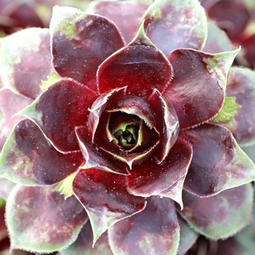 Sempervivum 'Crimson Crush'
