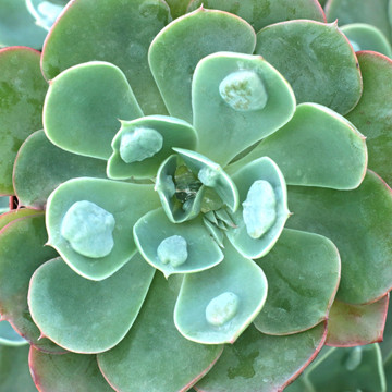 Echeveria 'Raindrops' - Large
