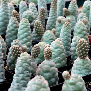 Tephrocactus articulatus var. inermis - Pine Cone Cactus