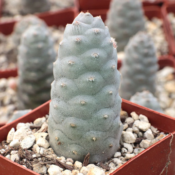 Tephrocactus articulatus var. inermis - Pine Cone Cactus