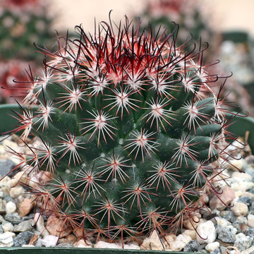 Mammillaria duoformis f/ Tenango del Valle