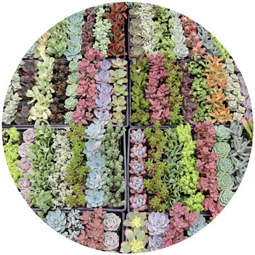 Summer Special Succulent Tray - 2in Containers - 5 Varieties (25)
