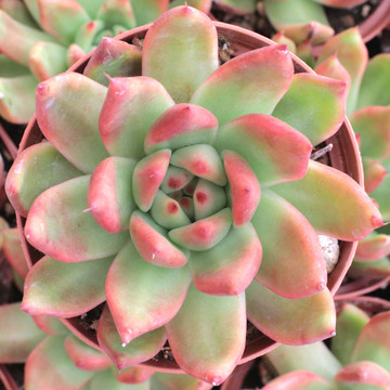 Echeveria agavoides 'Frank Reinelt'