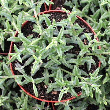 Senecio peregrinus - String of Dolphins Senecio peregrinus - String of Dolphins