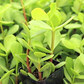 Portulacaria macrophylla - Large Leaf Elephant Food