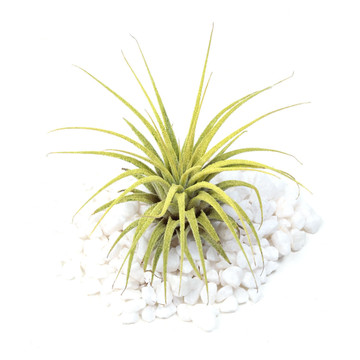 Tillandsia ionantha (yellow, enhanced)