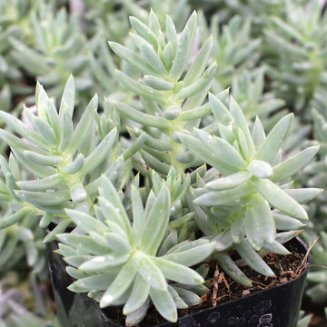 Sedum reflexum 'Spanish Blue Select'