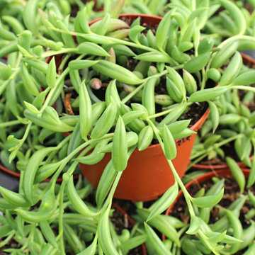 Senecio radicans (now Curio radicans) - String of Bananas