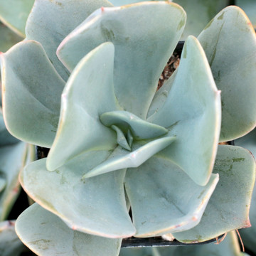 Echeveria 'Blue Dude'