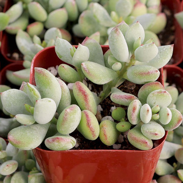 Cotyledon pendens - January