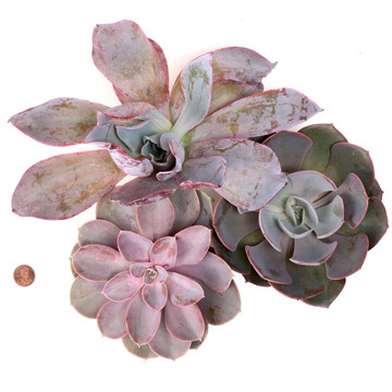 Pink Tones