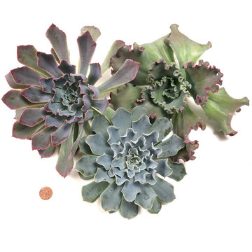 Extra Large Cutting - Echeveria - Ruffled Edges