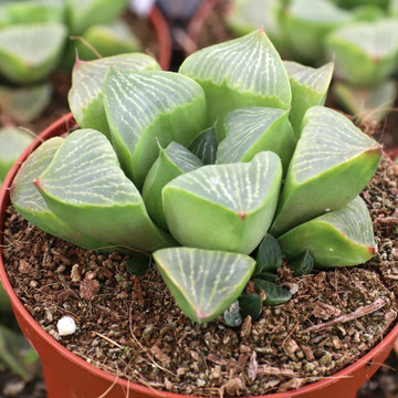 Haworthia retusa