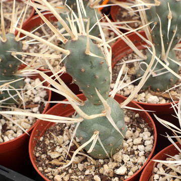 Tephrocactus articulatus var. papyracanthus - Paper Spine Cactus