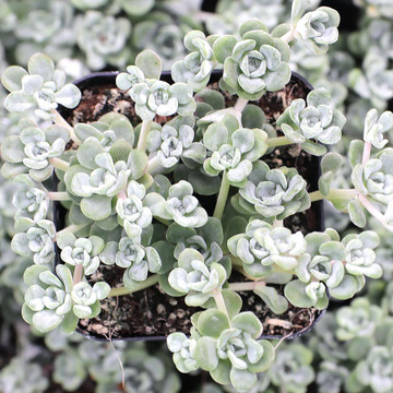 Sedum spathulifolium 'Harvest Moon'