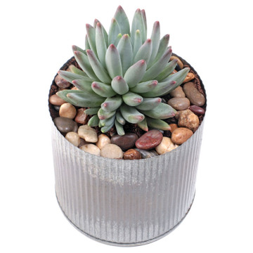 Rustic Corrugated Pot 5.0" x 5.0" - Planted