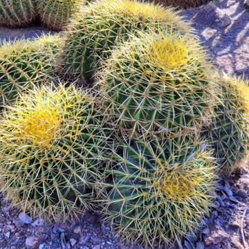 Echinocactus grusonii - Golden Barrel Cactus (Mature)