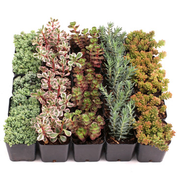 Hardy Sedum Bulk 25 Tray - 5 Types - 2in Pots - July