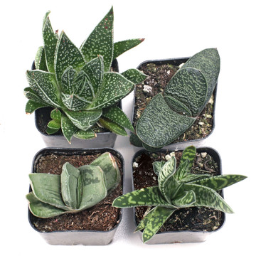 Gasteria Set of 4 Types - 2in Pots w/ ID