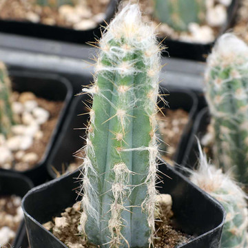 Pilosocereus pachycladus - Blue Torch Cactus