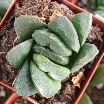 Haworthia maughanii x truncata