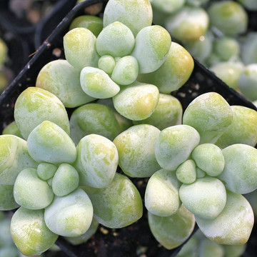 Sedum treleasei