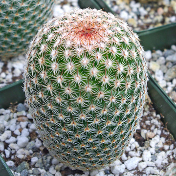 Mammillaria matudae - Thumb Cactus