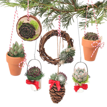MCG Mini Succulent Ornament Sampler - On tree MCG Mini Succulent Ornament Sampler - On tree