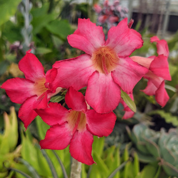 Adenium obesum - Red Desert Rose (Flower)