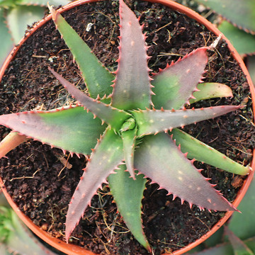 Aloe 'Sparkling Burgundy'