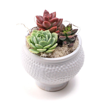 Spotti Pot 3.75" x 3.0" - Planted