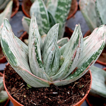 Gasteria brachyphylla var. brachyphylla f. variegata