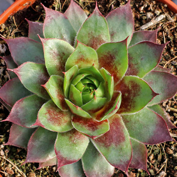 Sempervivum 'Killer' (Mature) - February