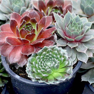 Chick Charms® Trio - Berries and Cream™ - Spring