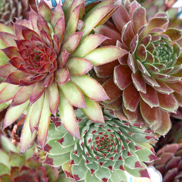 Chick Charms® Trio - Cherry Cordial™ - July