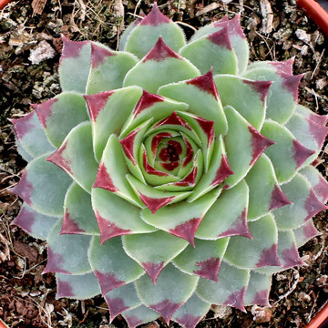 Sempervivum calcareum - February