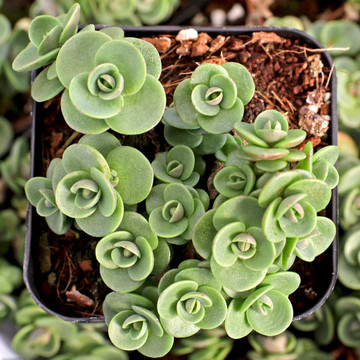 Sedum Sunsparkler® 'Lime Zinger'