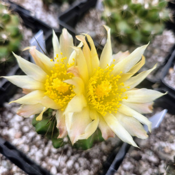 Copiapoa humilis - May