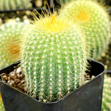 Parodia leninghausii - Golden Ball Cactus