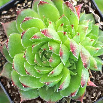 Sempervivum heuffelii 'Kapo'