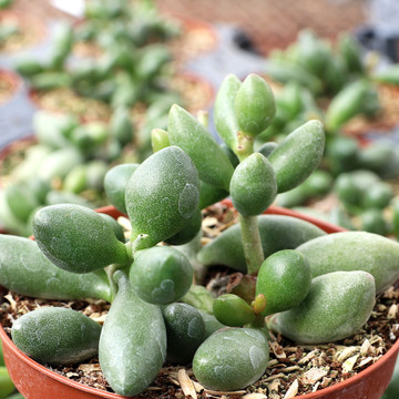 Adromischus filicaulis ssp. marlothii