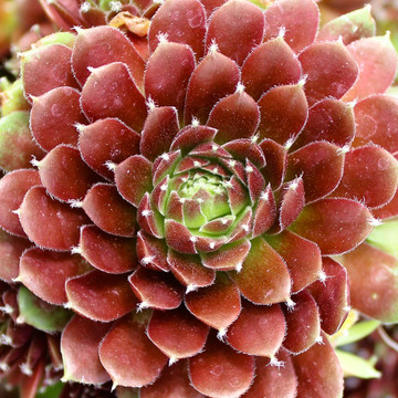 Sempervivum 'Jeanne d'Arc' - Summer