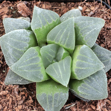 Haworthia pygmaea