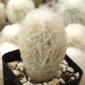 Espostoa melanostele - Peruvian Old Lady