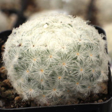 Mammillaria plumosa - Feather Cactus