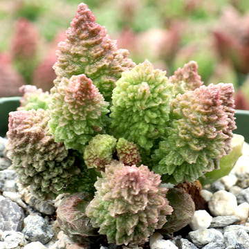 Adromischus marianae var. immaculatus - May