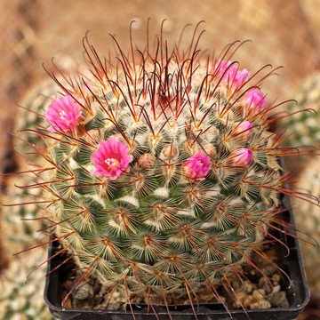 Mammillaria bombycina - March