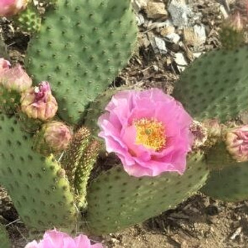 Opuntia  'Pink Frost'