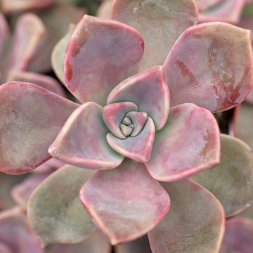 Graptopetalum 'Purple Delight'