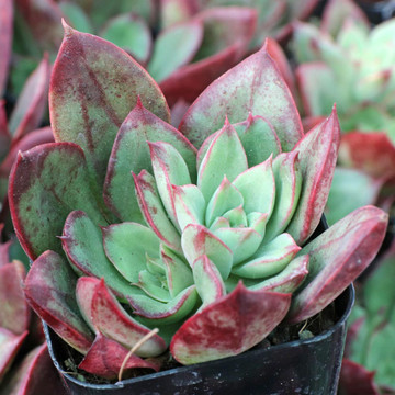 Echeveria 'Ana Lu'